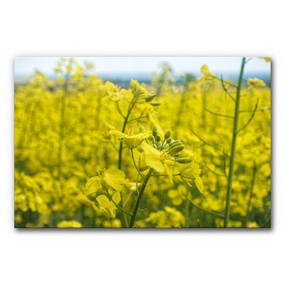 Akustikbild Raps 2 - eine Nahaufnahme einer gelben Rapsblüte mit einem Rapsfeld im Hintergrund.