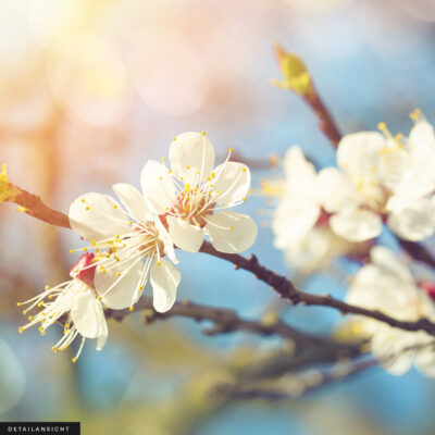 Akustikbild Kirschblüte – Bild 2