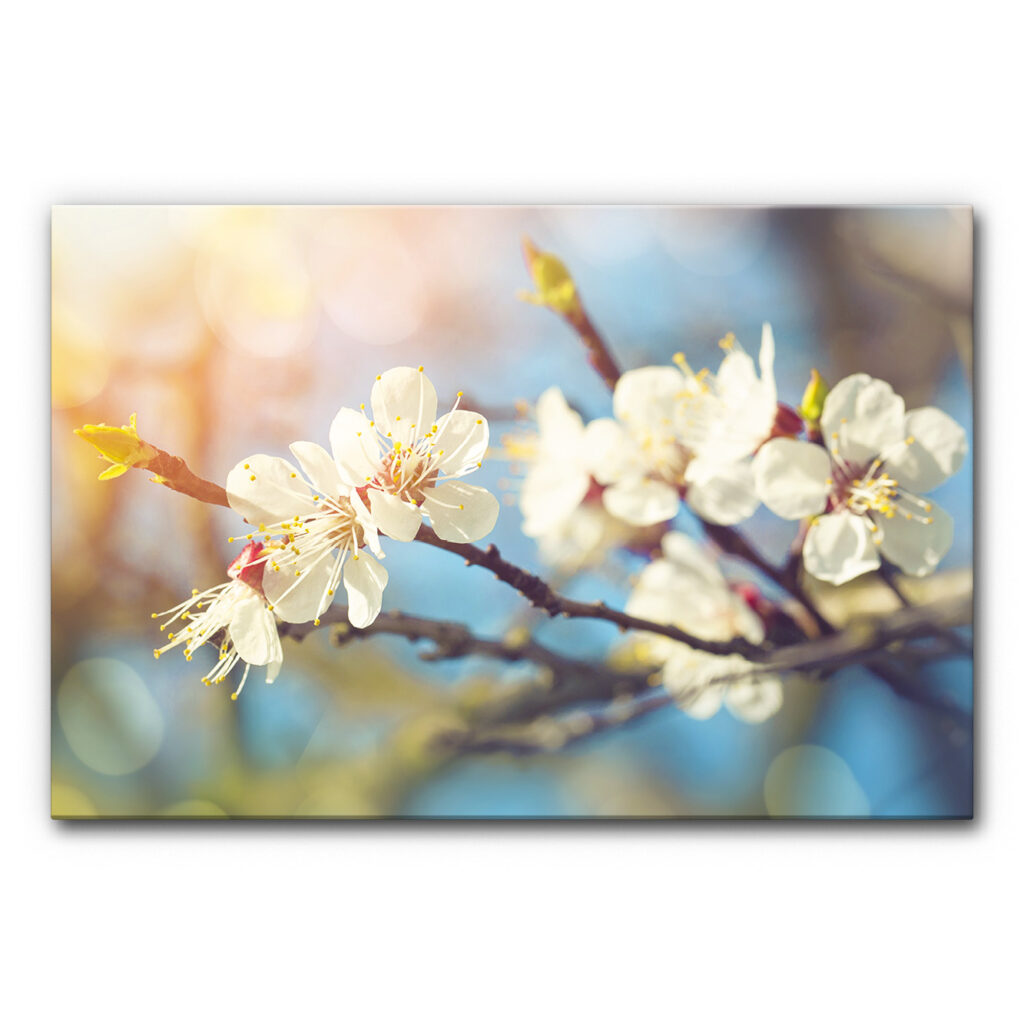 Schallabsorberbild Kirschblüte 1 im Format 120x80 cm