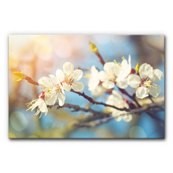 Schallabsorberbild Kirschblüte 1 im Format 120x80 cm
