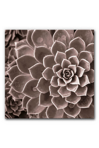 Akustikbild Agave III
