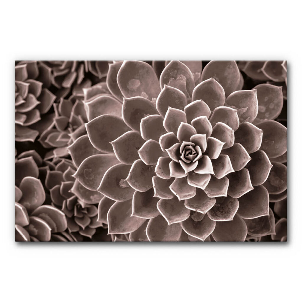 Akustikbild Agave III - eine Nahaufnahme einer Agave in bräunlichen Look.