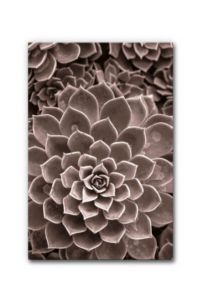 Akustikbild Agave III
