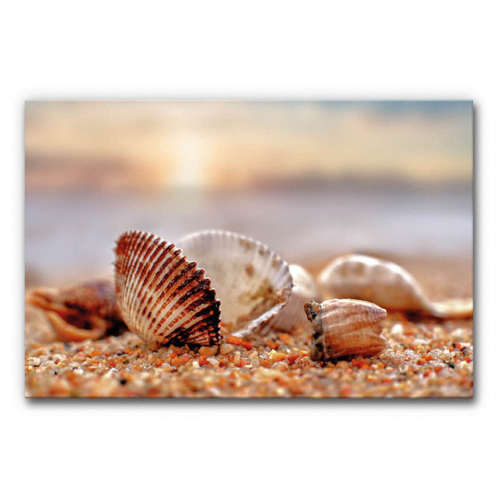 Akustikbild Muschel am Strand