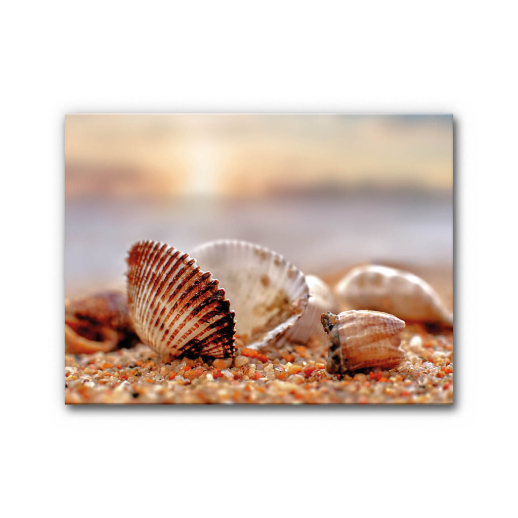 Akustikbild Muschel am Strand