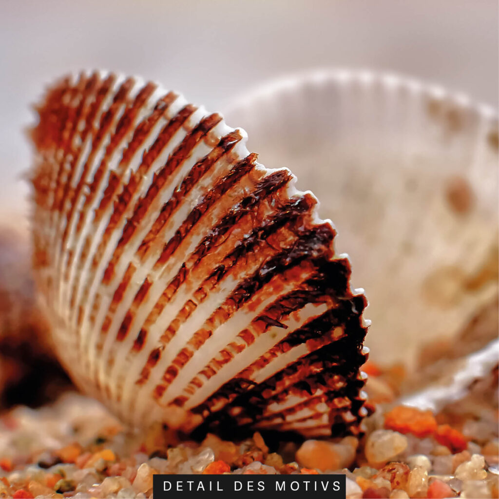 Akustikbild Muschel am Strand