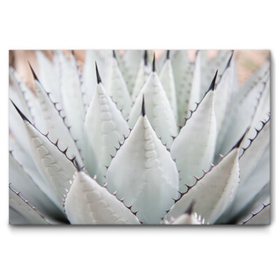 Akustikbild Agave II