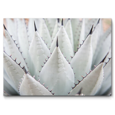 Akustikbild Agave II