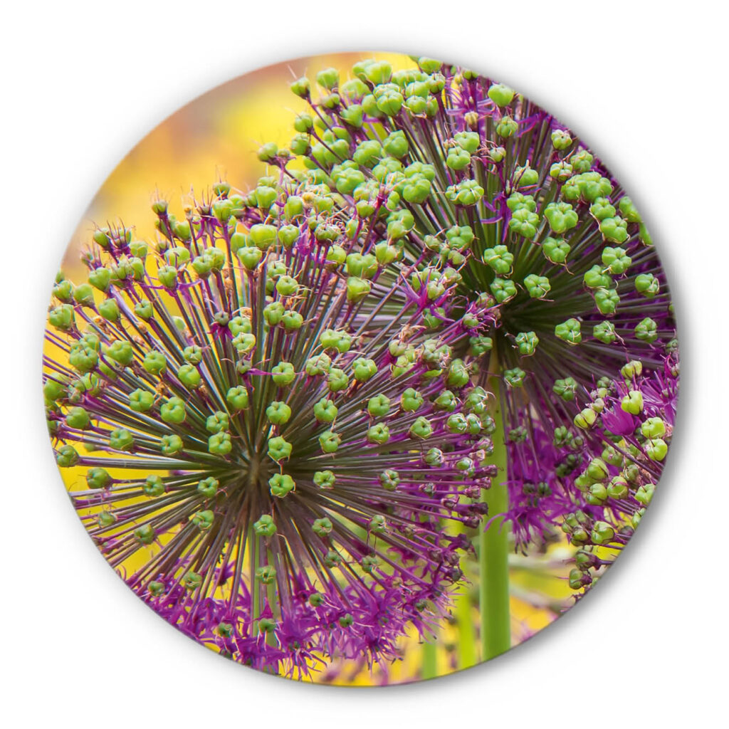 Rundes Akustikbild Allium - Rund
