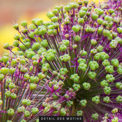 Rundes Akustikbild Allium I