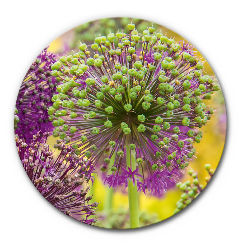 Akustikbild Allium 2 - Rund