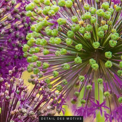 Rundes Akustikbild Allium II