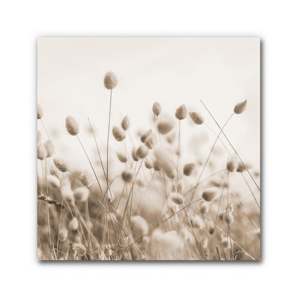 Akustikbild Bunny Tail Gras