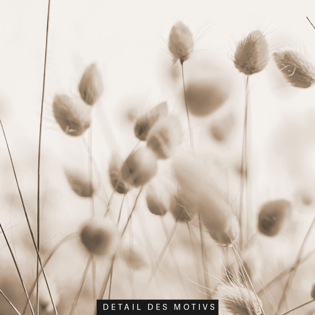 Akustikbild Bunny Tail Gras