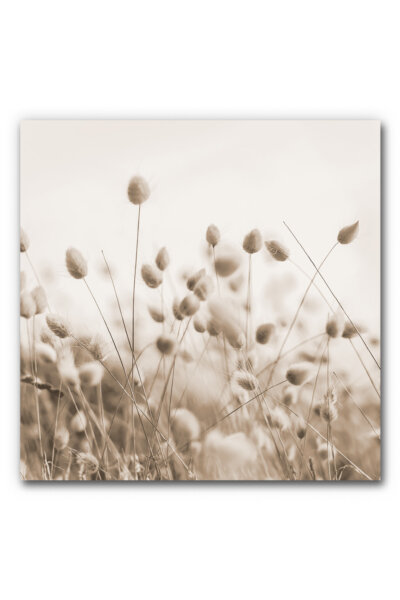 Akustikbild Bunny Tail Gras