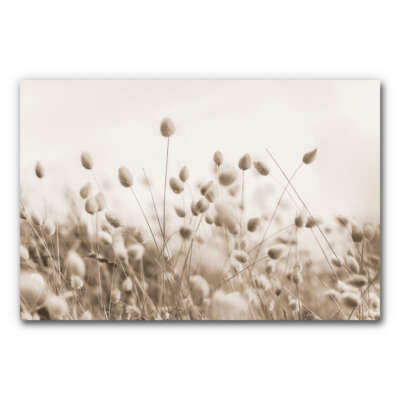 Akustikbild Bunny Tail Gras