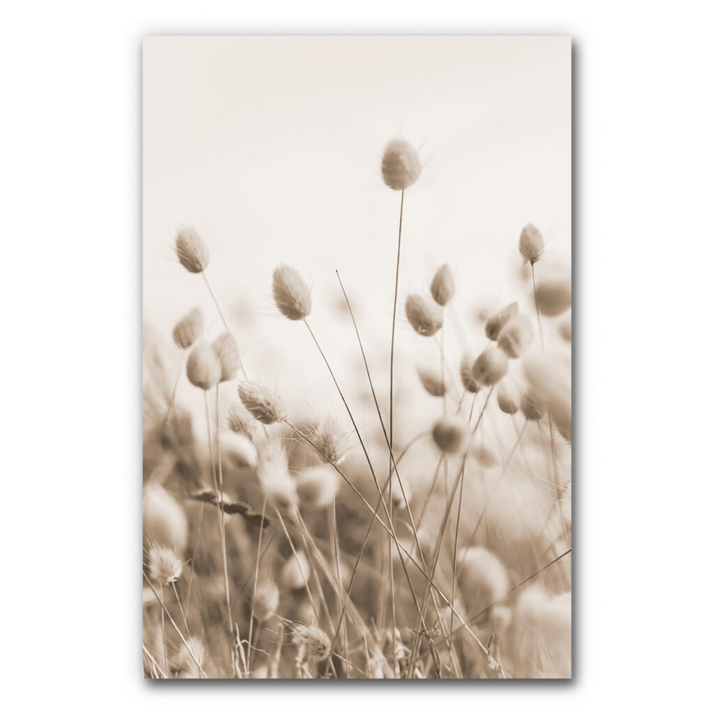 Akustikbild Bunny Tail Gras