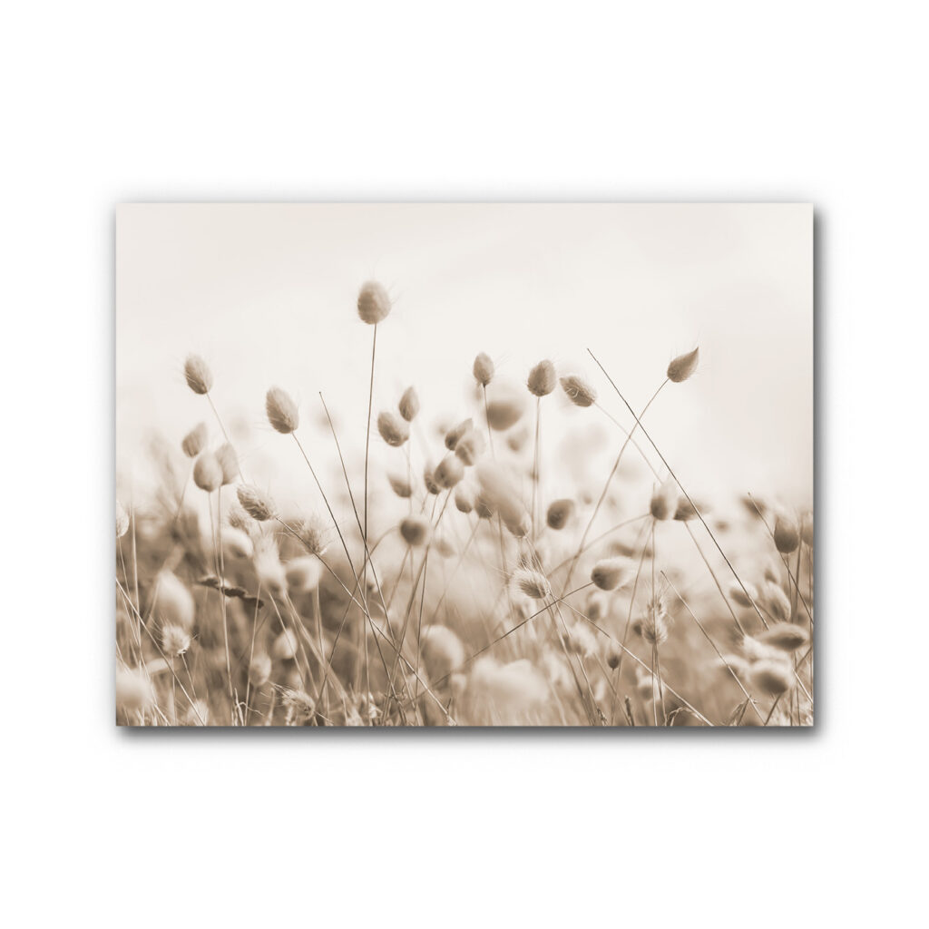 Akustikbild Bunny Tail Gras