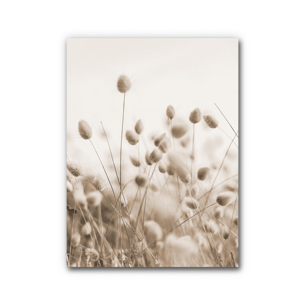 Akustikbild Bunny Tail Gras