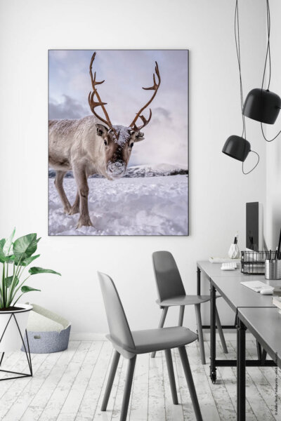 Akustikbild Rentier