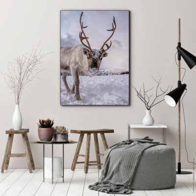 Akustikbild Rentier