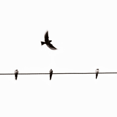Akustikbild Vögel in Reihe