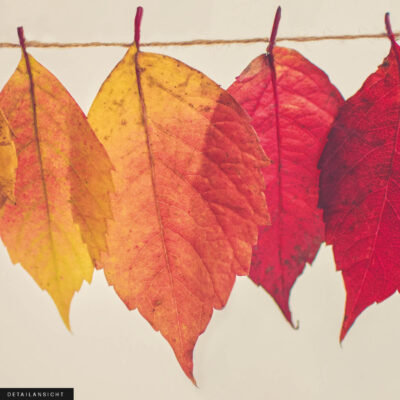 Akustikbild Rainbow Leaves – Bild 2