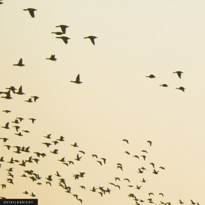 Akustikbild Vogelschwarm