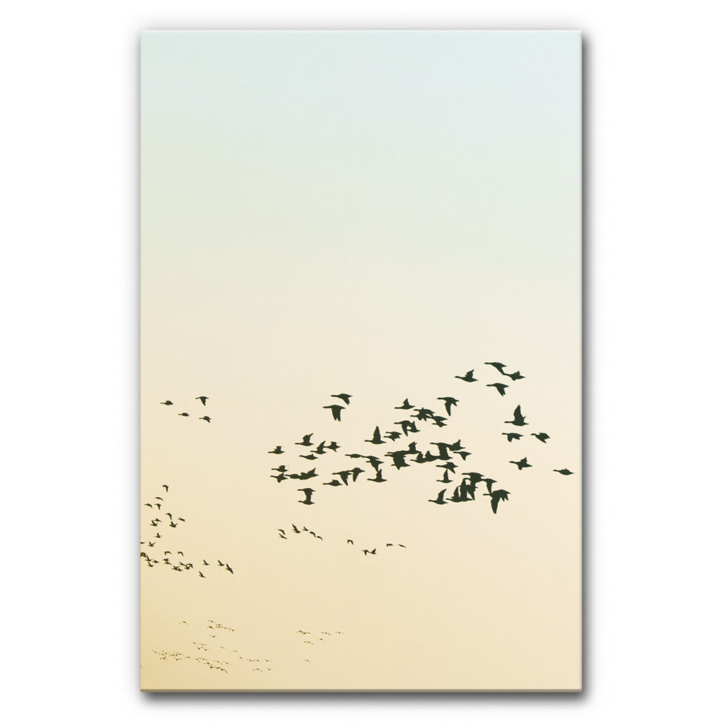 Akustikbild Vogelschwarm