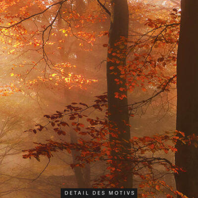 Akustikbild Herbstwald (3/3) – Bild 2