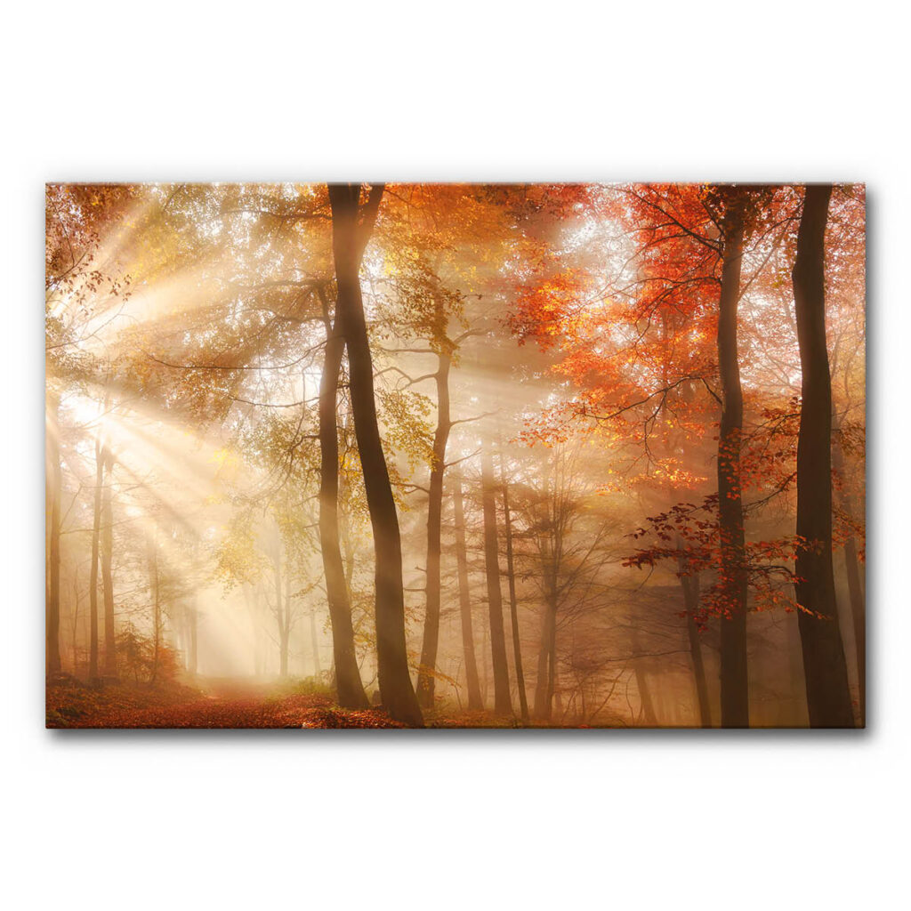 Schallabsorberbild Naturmotiv Herbst mit herbstlichem Wald, hohen Bäumen, warmen Orange- und Rottönen sowie einfallenden Sonnenstrahlen, stimmungsvolles akustisch wirksames Wandbild.