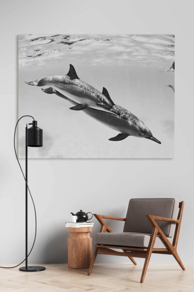 Akustikbild Delfine
