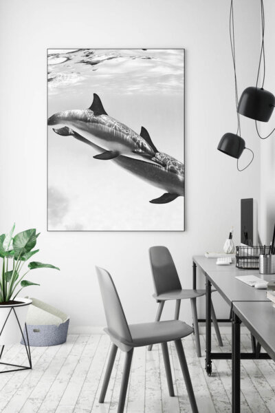 Akustikbild Delfine