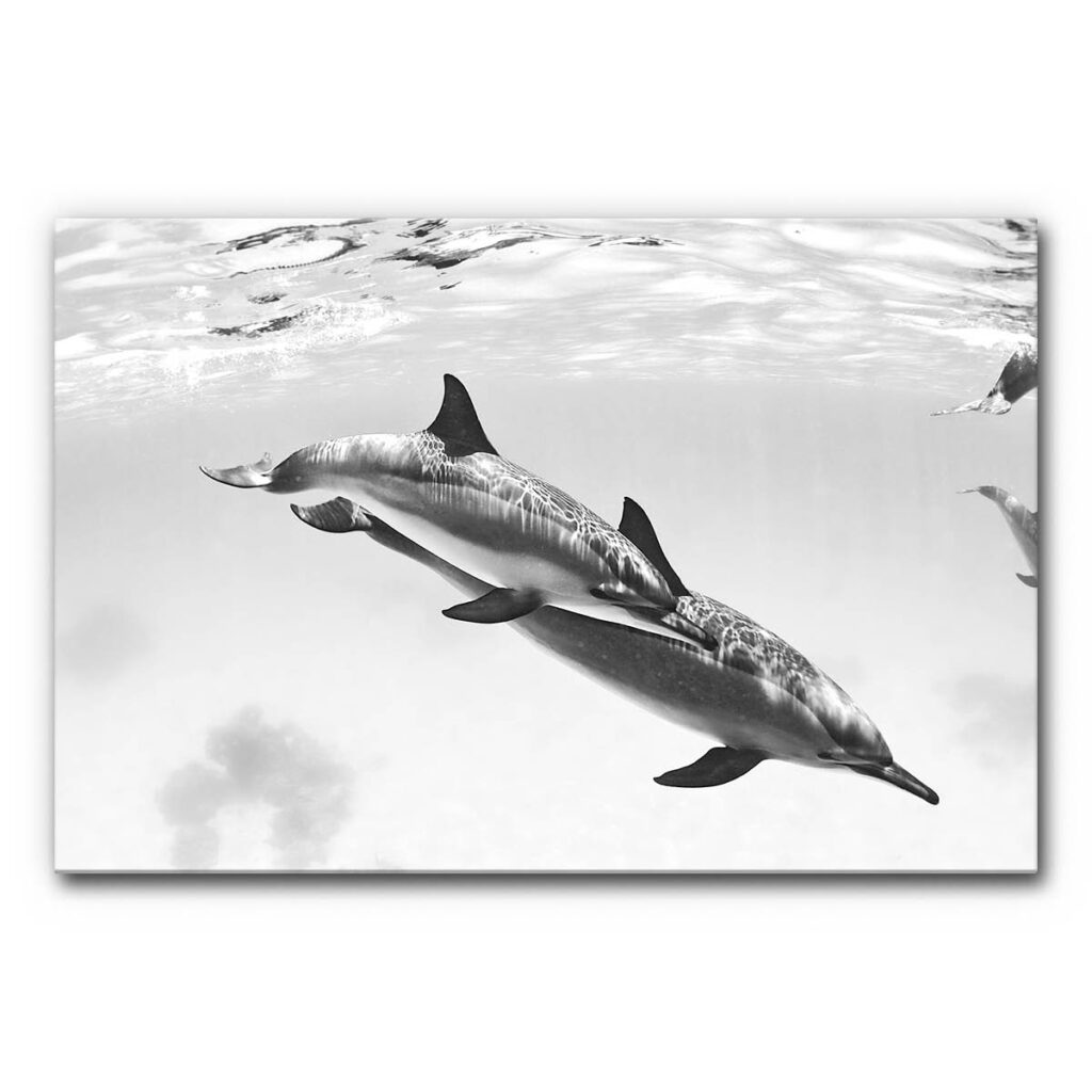 Akustikbild Delfine
