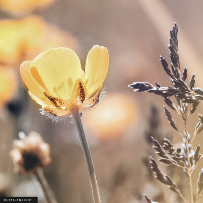 Akustikbild Sommerwiese