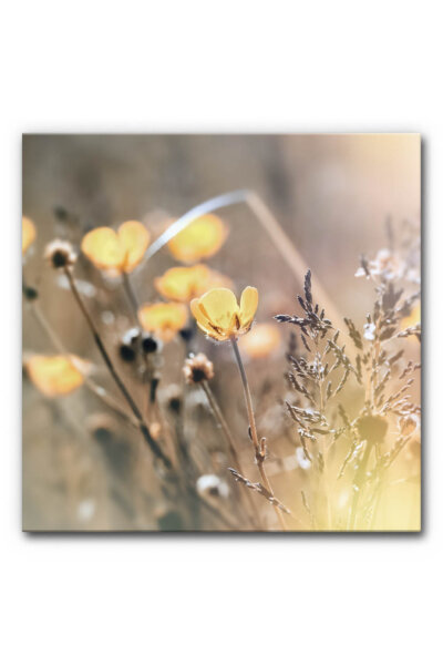 Akustikbild Sommerwiese