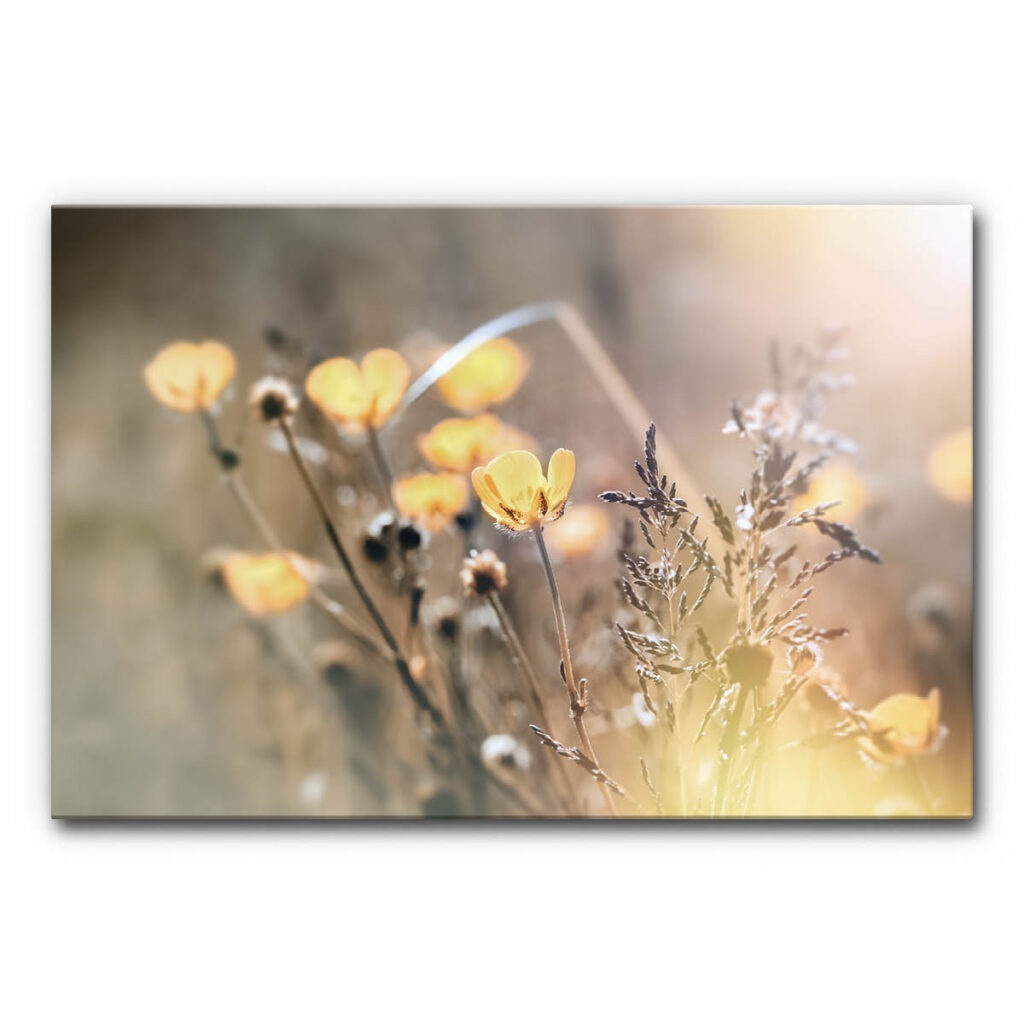 Akustikbild Wiesenblumen mit Detailaufnahme einer Sommerwiese, gelbe Blüten und Gräser scharf dargestellt, weicher unscharfer Hintergrund, natürliches Licht und ruhige Farbwirkung.