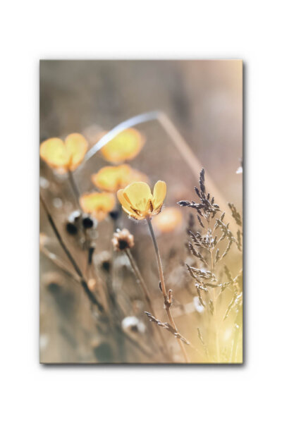 Akustikbild Sommerwiese