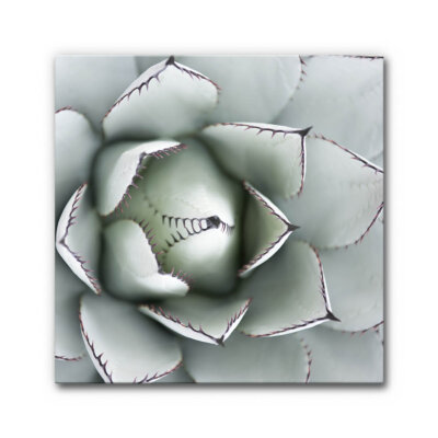schallabsorber bilder schallschutz akustikbild natur steingarten agave 1