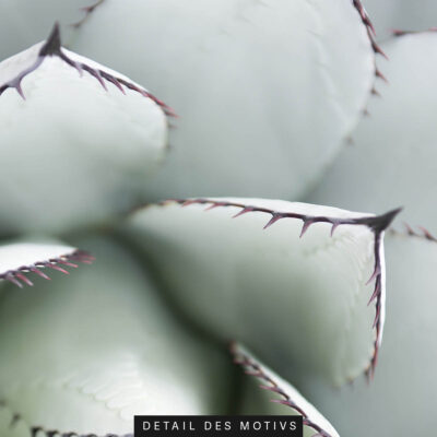 Akustikbild Agave – Bild 2