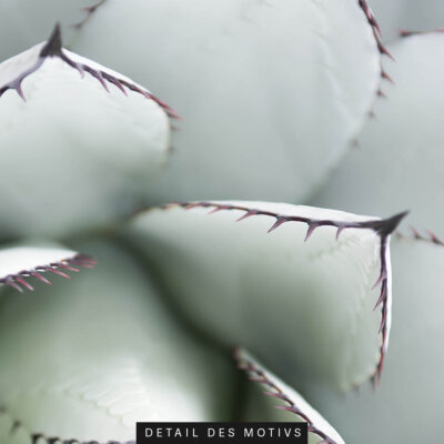Akustikbild Agave I
