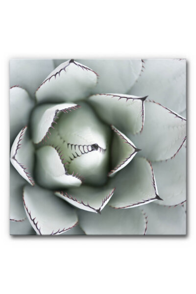Akustikbild Agave I