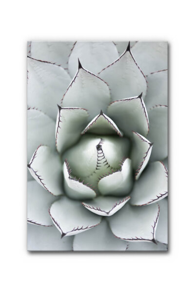 Akustikbild Agave I