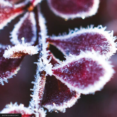 Akustikbild Winterzweig II – Bild 2