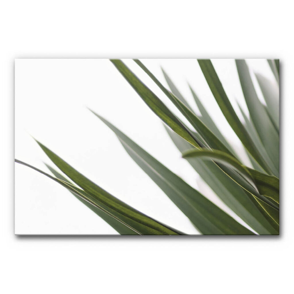 Akustikbild Palmenblatt