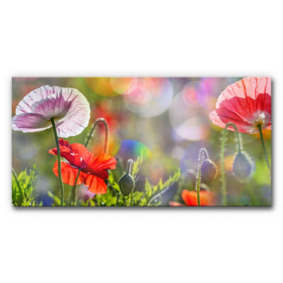 Akustikbild Panorama Mohnblüten – als Panorama bis 400 cm