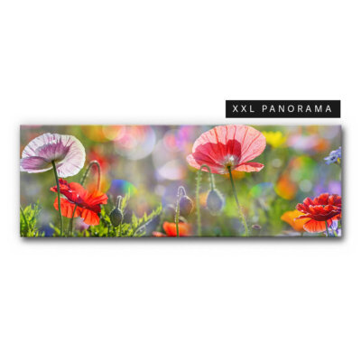 Akustikbild Panorama Mohnblüten (auch als Panorama bis 400 cm)