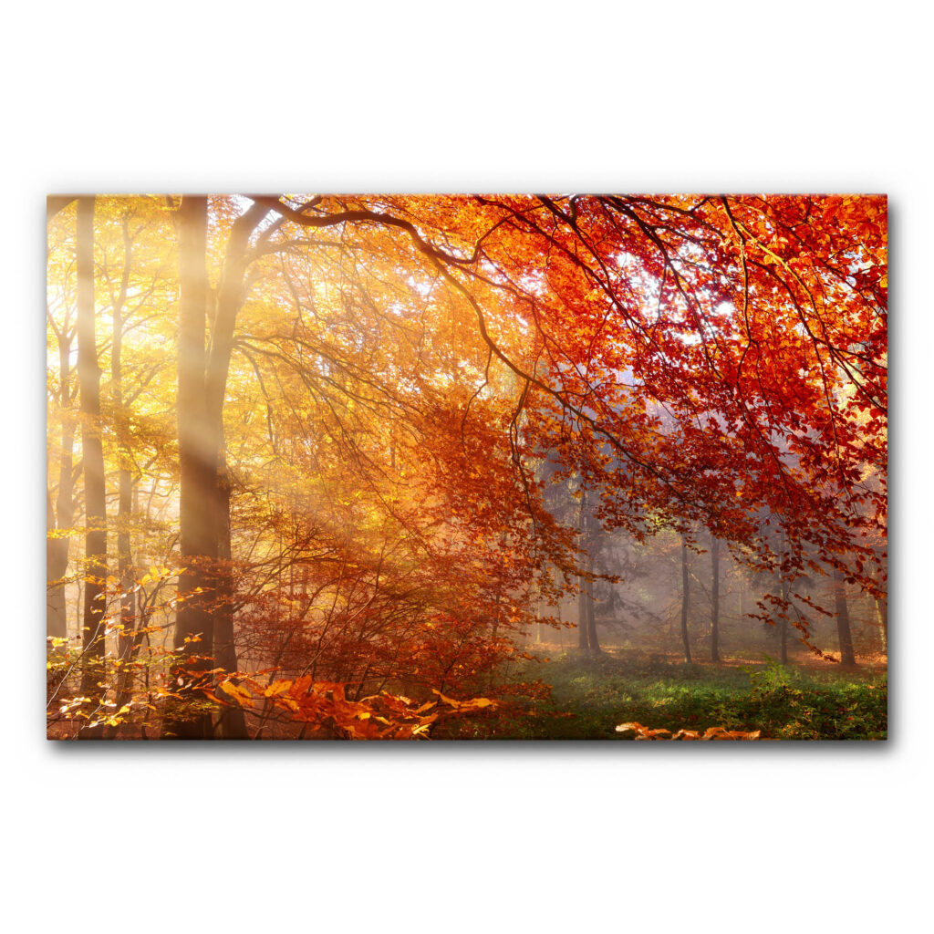 Schallabsorberbild Wald im Herbst mit hohen Bäumen, leuchtendem Herbstlaub in Orange und Rot sowie einfallenden Sonnenstrahlen, natürliches akustisch wirksames Wandbild.