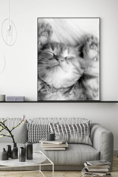 Akustikbild Kleine Katze