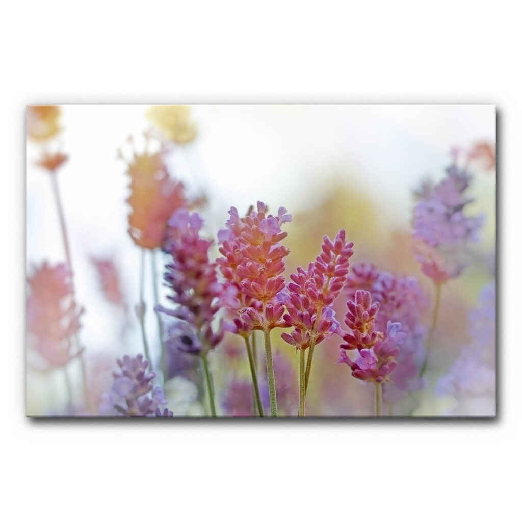 Akustikbild mit Lavendelblüten im Sonnenlicht